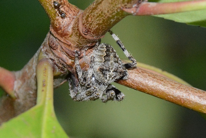 Araneus sp. (A. angulatus o A. circe) - Sassoferrato (AN)